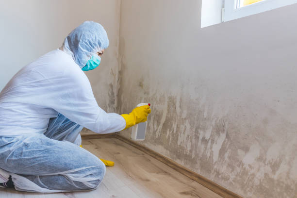 Licensed Basement Mold Remediation service in Dameron, MD - WQB Mold Removal