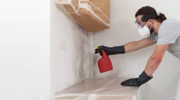 Professional Basement Mold Remediation technician working in Dameron, MD