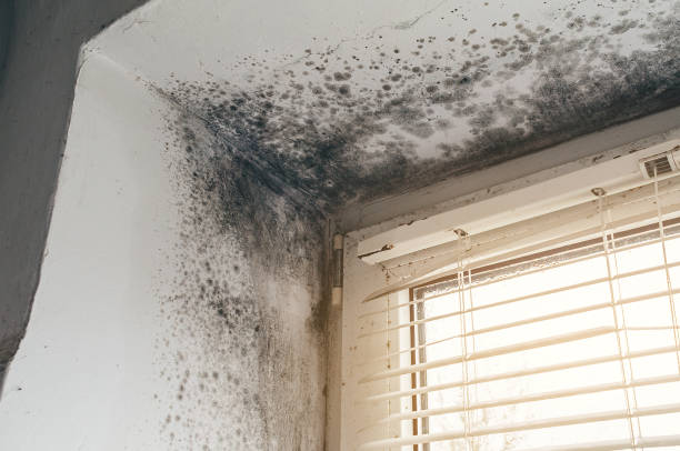 Affordable Basement Mold Remediation solutions in Dameron, MD