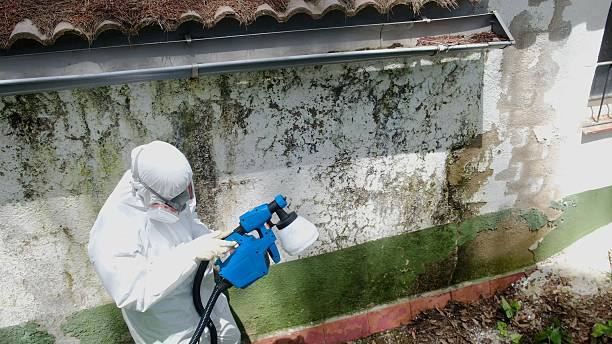 Top rated local Basement Mold Remediation specialists in Dameron, MD